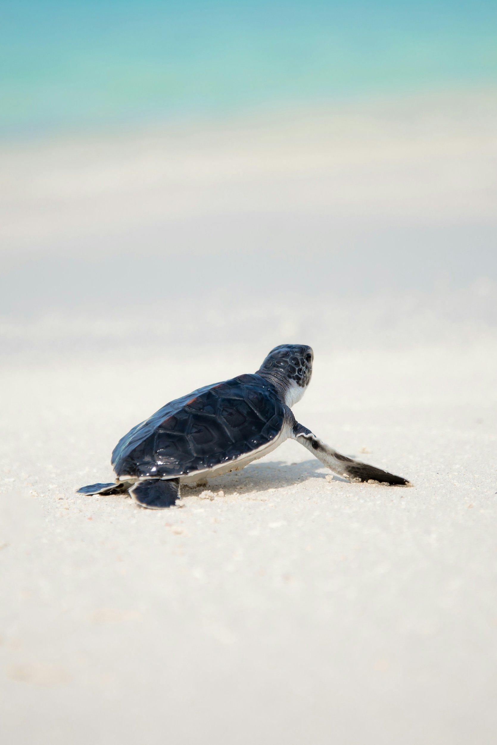 Baby sea turtle making its way to the Caribbean Sea during nesting season near Tulum, Mexico