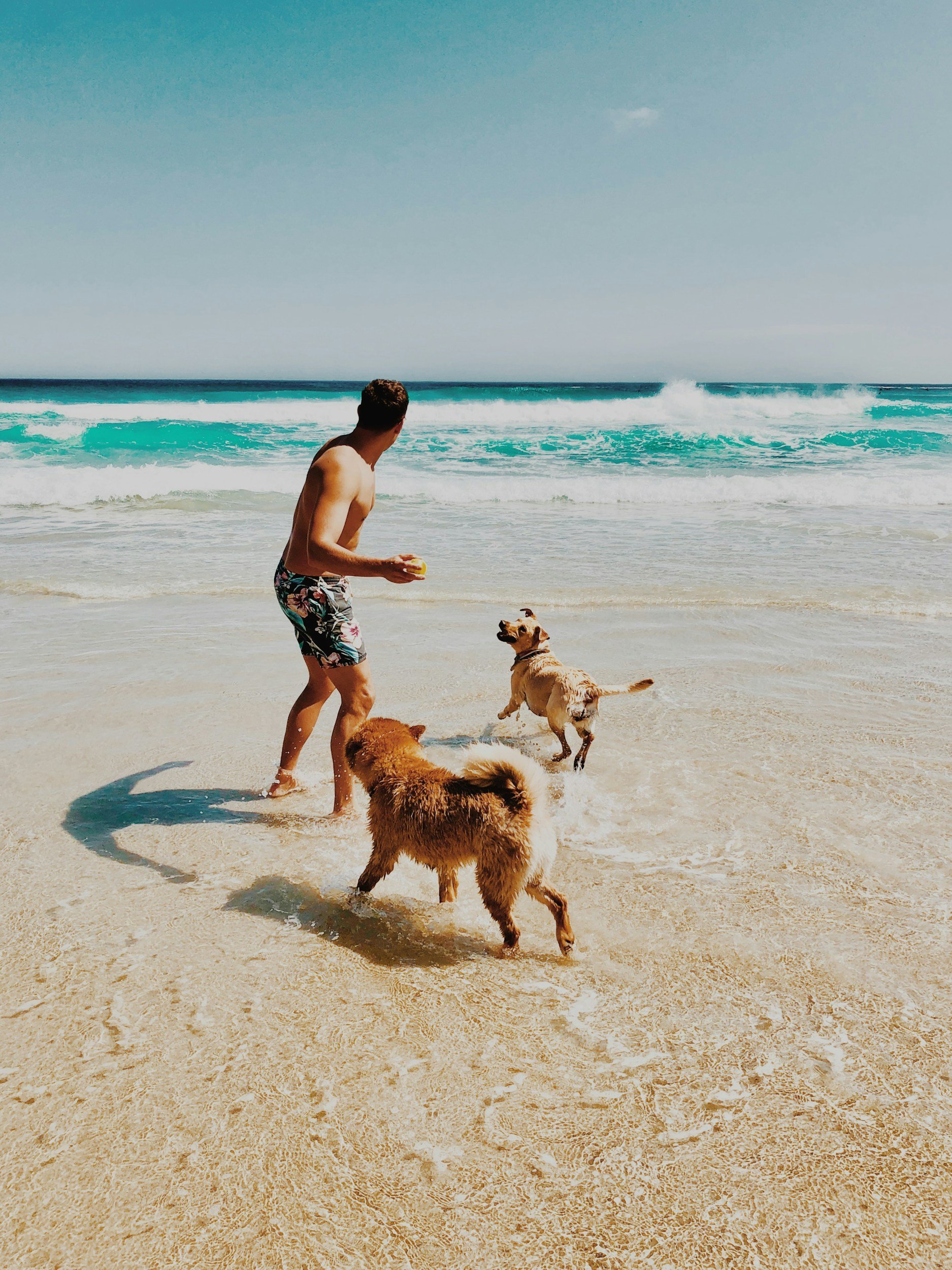 Pet-friendly beachfront in Tulum, Mexico