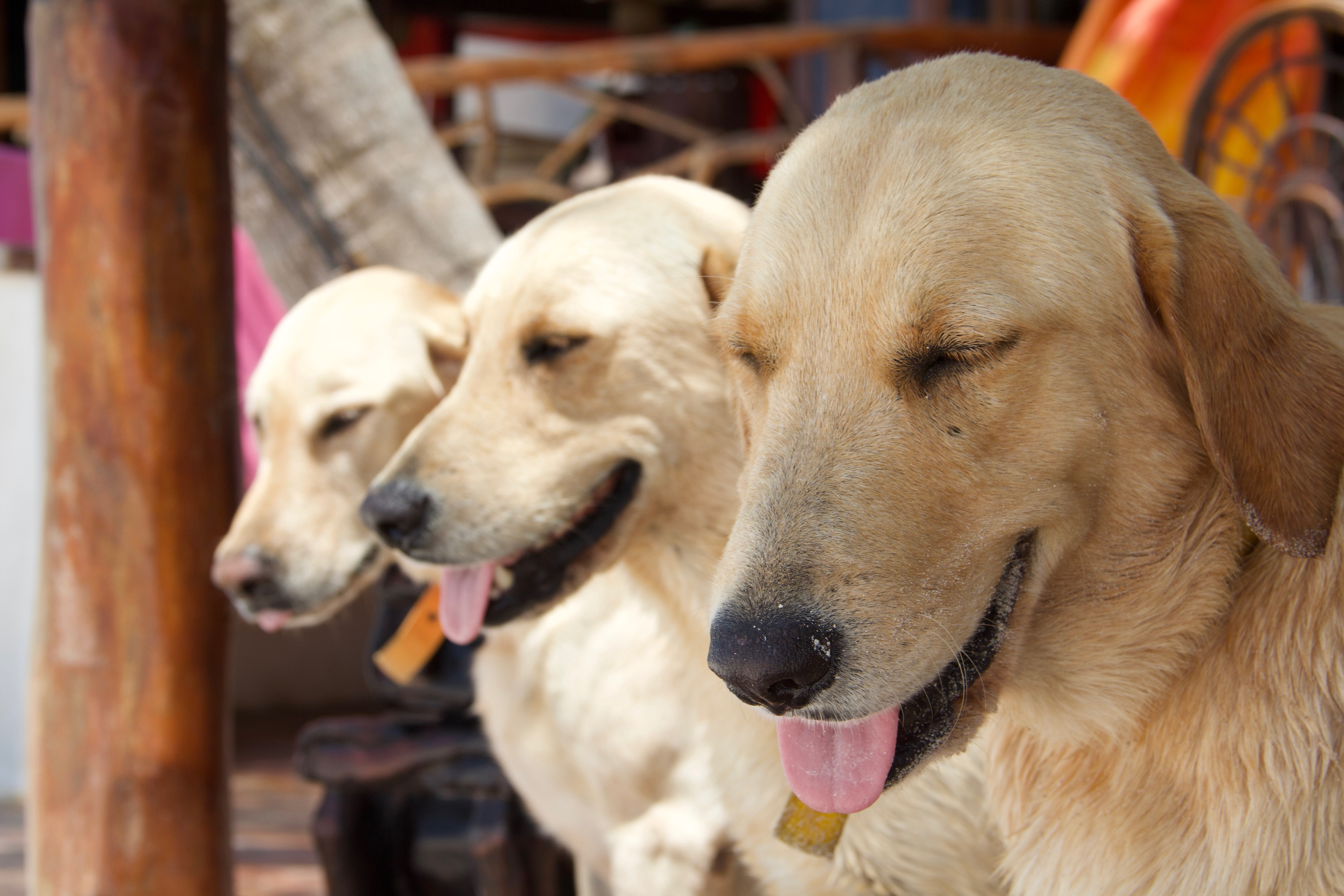Dogs at Amansala Eco Chic Resort, Tulum