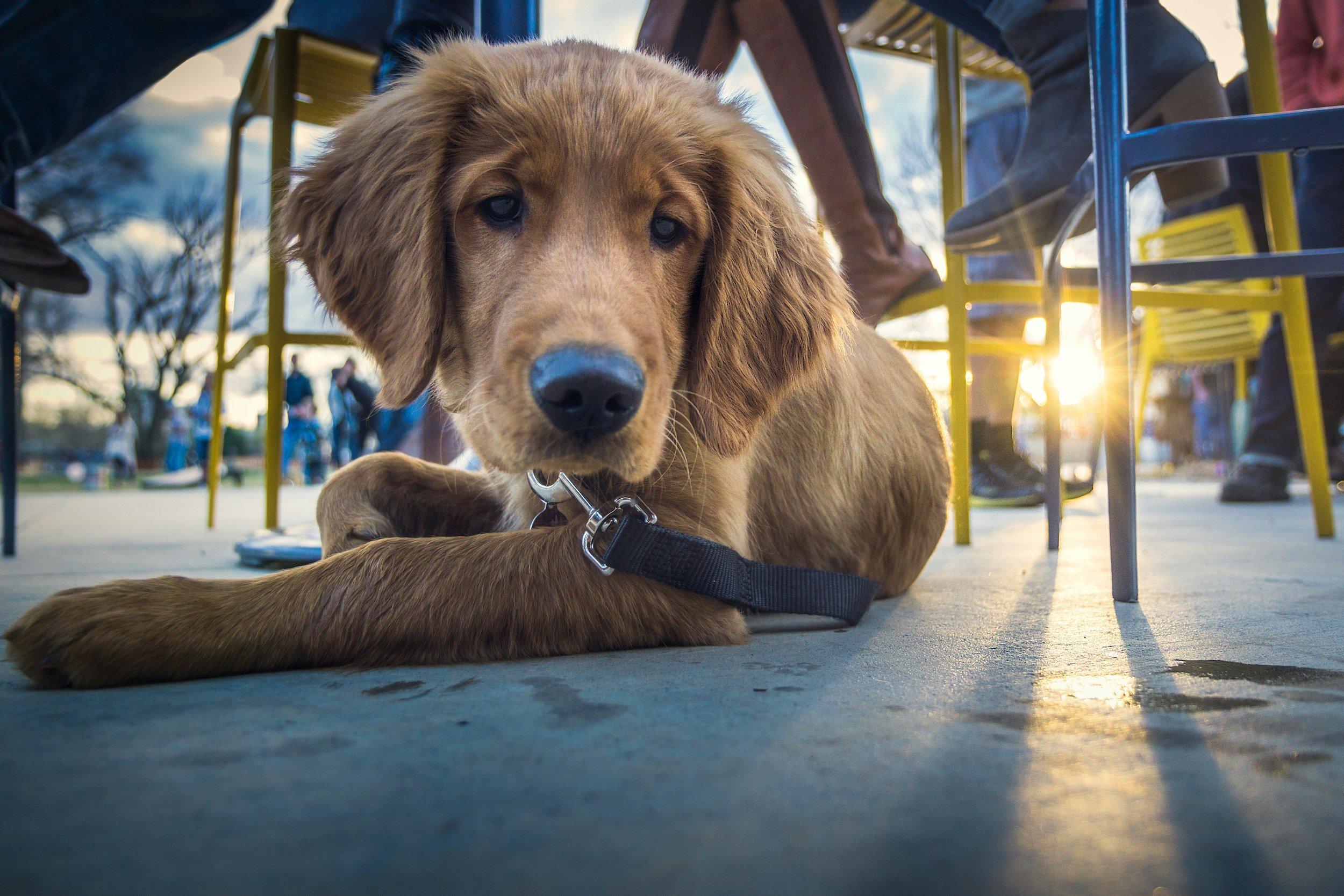 Outdoor dining in Tulum with pets welcome