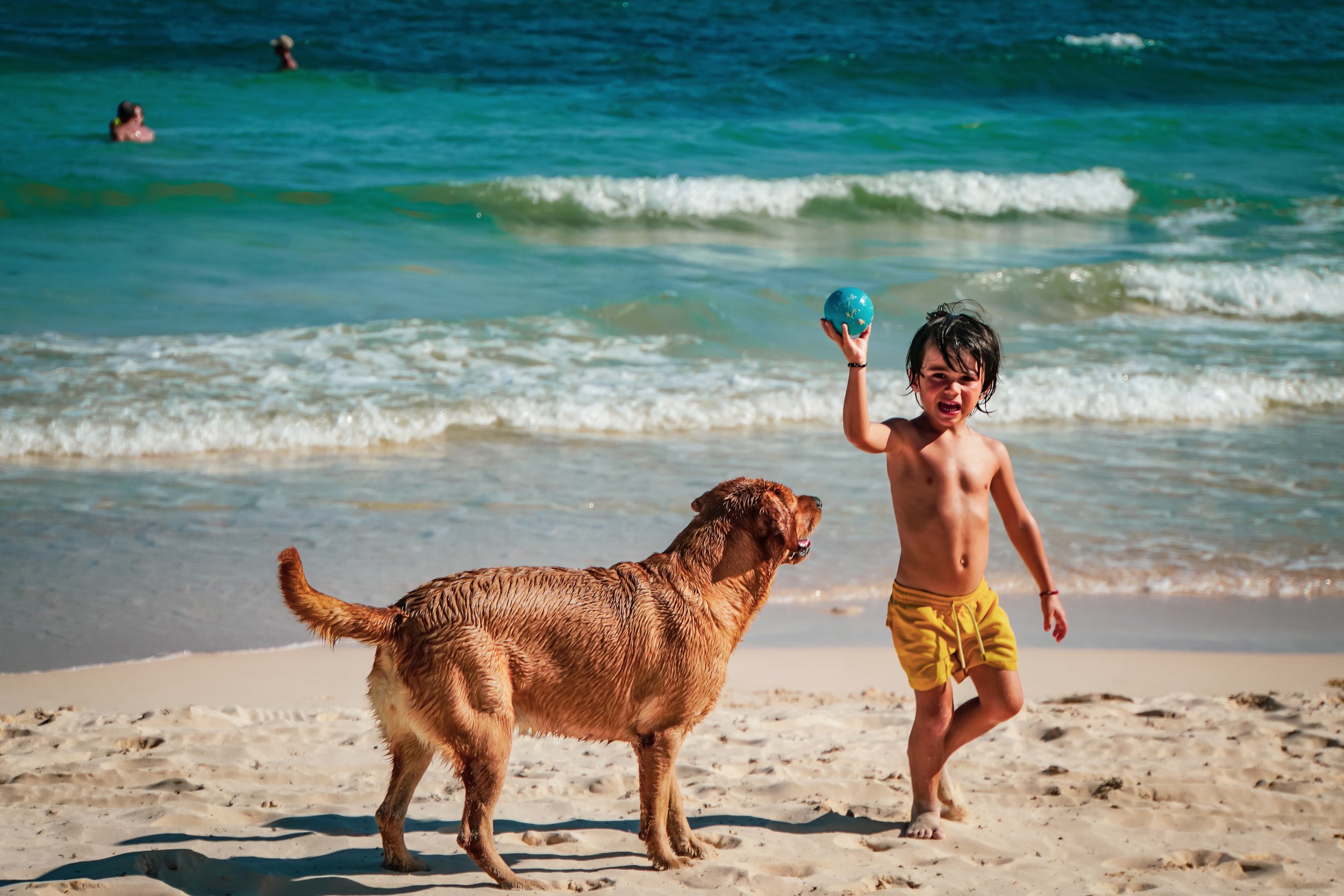 Best pet-friendly hotels and restaurants in Tulum, Mexico